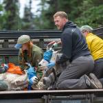 Crews hold down mountain goats in the back of a truck in Olympic National Park on July 9. Photo by Jesse Major/Peninsula Daily News