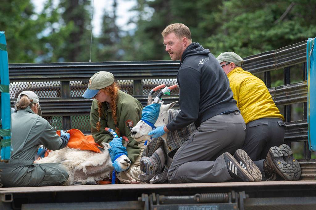 Crews hold down mountain goats in the back of a truck in Olympic National Park on July 9. Photo by Jesse Major/Peninsula Daily News