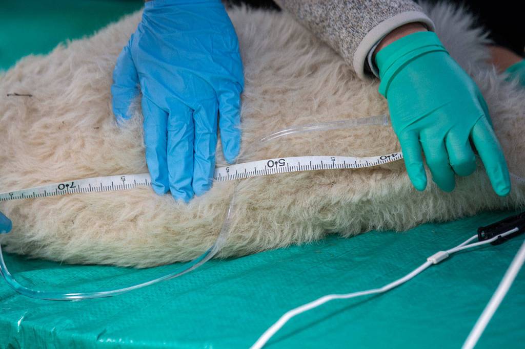 A mountain goat is measured during its examination at Olympic National Park on July 9. Photo by Jesse Major/Peninsula Daily News
