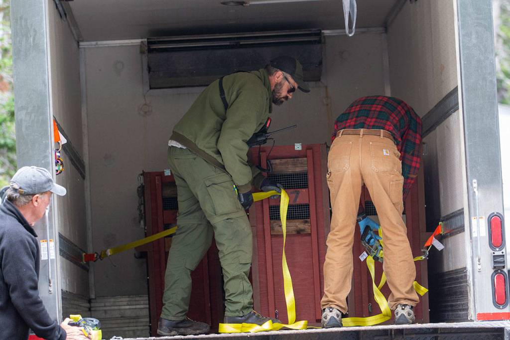 Mountain goats are loaded into a refrigerated truck on July 9. Photo by Jesse Major/Peninsula Daily News