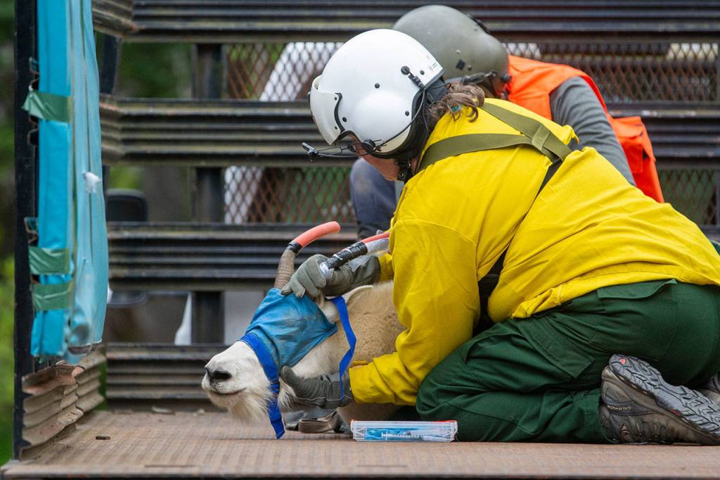 Patti Happe, Olympic National Park wildlife branch chief, holds down a goat in the back of a truck on July 9. Photo by Jesse Major/Peninsula Daily News