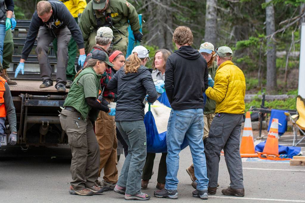 Crews carry a mountain goat in Olympic National Park on July 9. Photo by Jesse Major/Peninsula Daily News