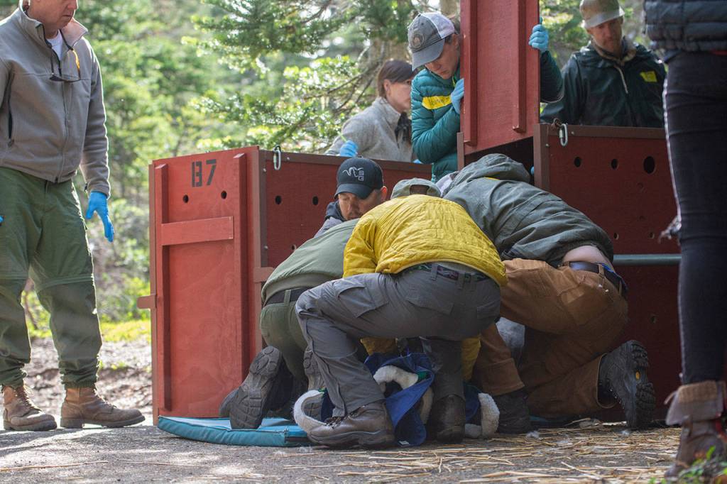 Officials load a mountain goat into a crate Tuesday so it can be transported to the North Cascades. Photo by Jesse Major/Peninsula Daily News