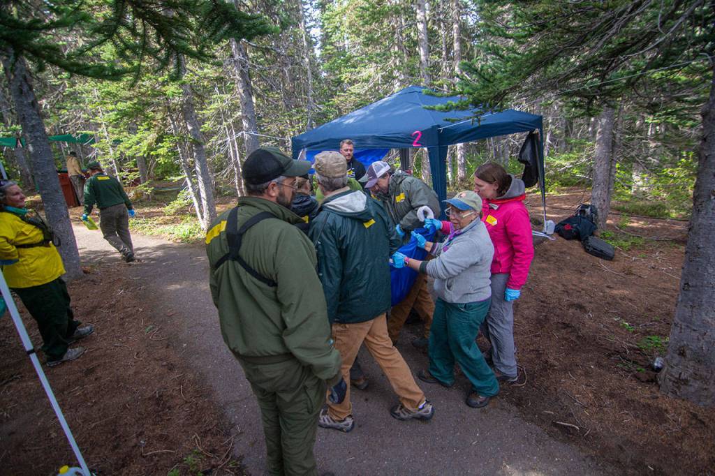 Officials carry a mountain goat to a crate Tuesday so it can be transported from Olympic National Park to the North Cascades. Photo by Jesse Major/Peninsula Daily News