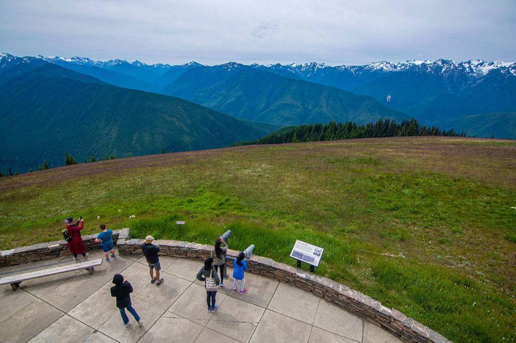 Visitors at Hurricane Ridge view the sights of Olympic National Park as park officials continued to remove mountain goats from the park on July 9. Photo by Jesse Major/Peninsula Daily News