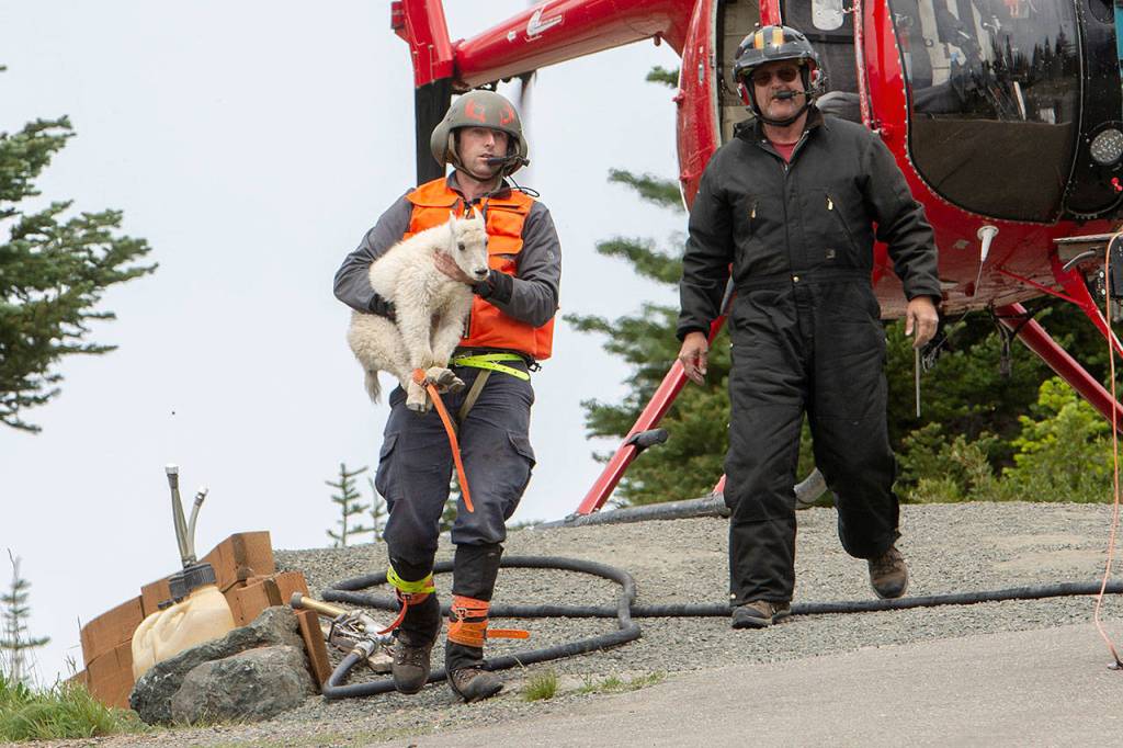 Derrick Halsey of Leading Edge Aviation carries a mountain goat kid to be transported to the North Cascades on July 9. Photo by Jesse Major/Peninsula Daily News