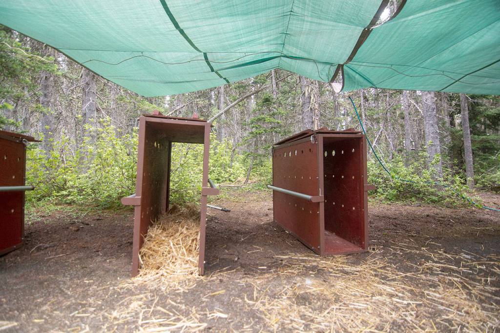Crates that mountain goats are transported in. Photo by Jesse Major/Peninsula Daily News