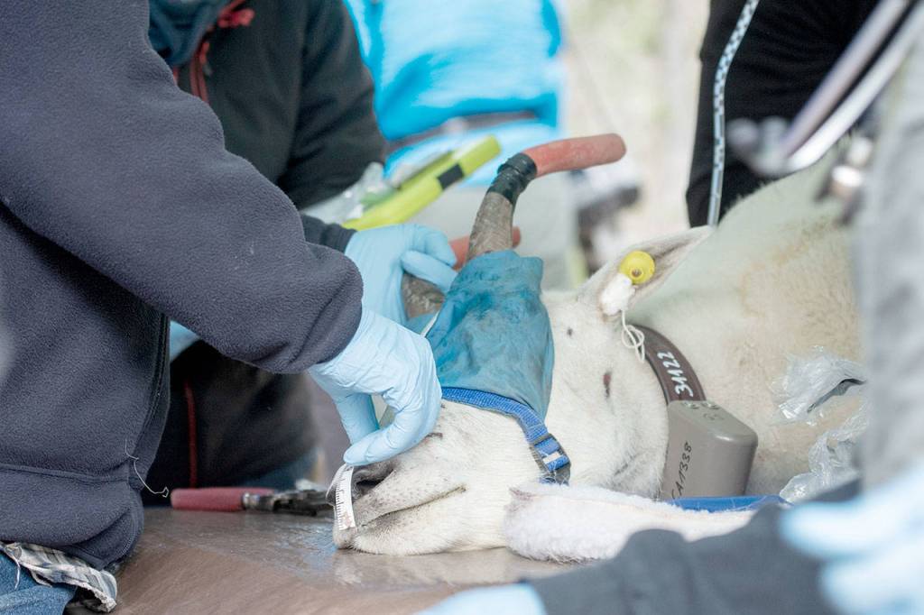 Crews hold down a blindfolded mountain goat as veterinarians examine him before transport on July 9. Photo by Jesse Major/Peninsula Daily News