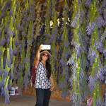 During last years Sequim Lavender Festival, Debbie Ferreria of Bellevue takes a selfie in the barn of Kitty Bs Lavender Farm. The farm reopens this weekend for the festival. Sequim Gazette file photo by Matthew Nash