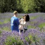 Zac and Cat Romiski of Joint Base Lewis-McChord cut lavender for the first time at Lavender Connection during last years Sequim Lavender Weekend. They spent some time at a few farms, the couple said. Sequim Gazette file photo by Matthew Nash
