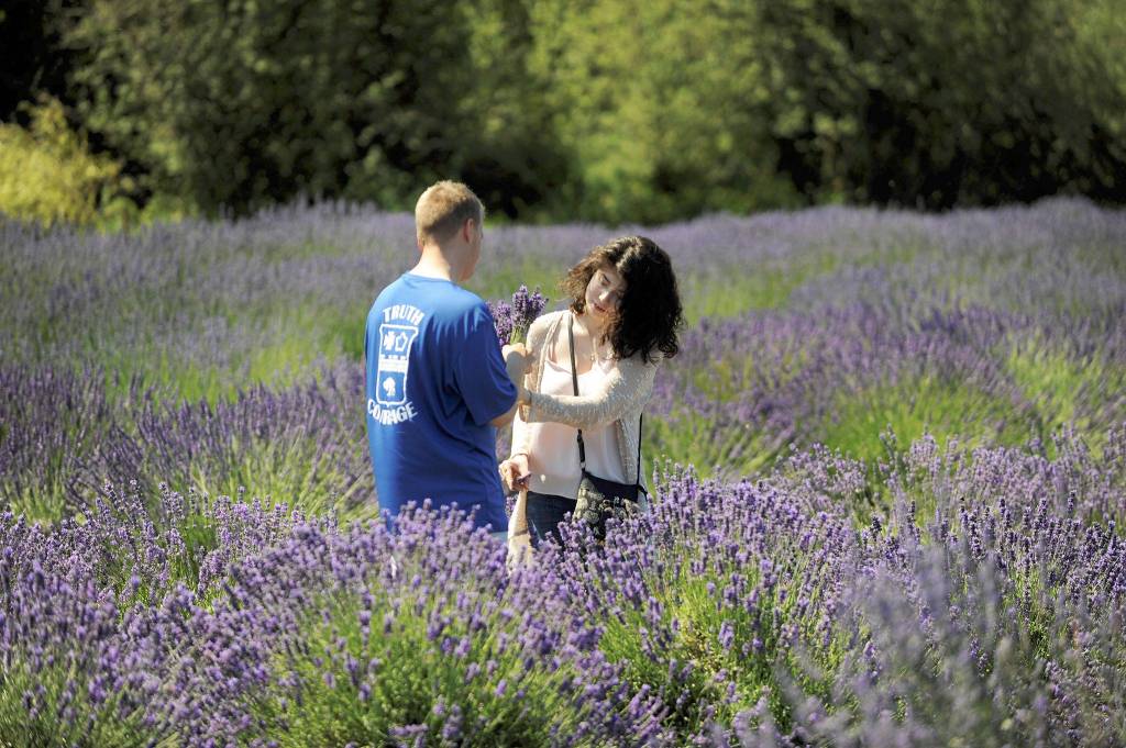 Zac and Cat Romiski of Joint Base Lewis-McChord cut lavender for the first time at Lavender Connection during last years Sequim Lavender Weekend. They spent some time at a few farms, the couple said. Sequim Gazette file photo by Matthew Nash