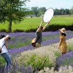 Visitors to Purple Haze Lavender Farm find the perfect light during last years Purple Haze Daze event, which continues this weekend July 19-21 along with dozens of other events as part of Sequim Lavender Weekend. Sequim Gazette file photo by Matthew Nash
