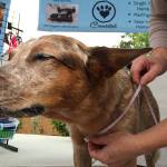 What’s New at the Market: The Dog Days of summer