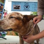 Vicki Swann with Canine Connected measures a dog for a harness at the Sequim Farmers Market. Submitted photo