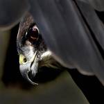 Hawk Eye by Sally Harris