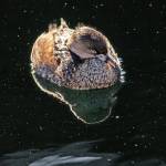 Pied Grebe by Sammy Catiis