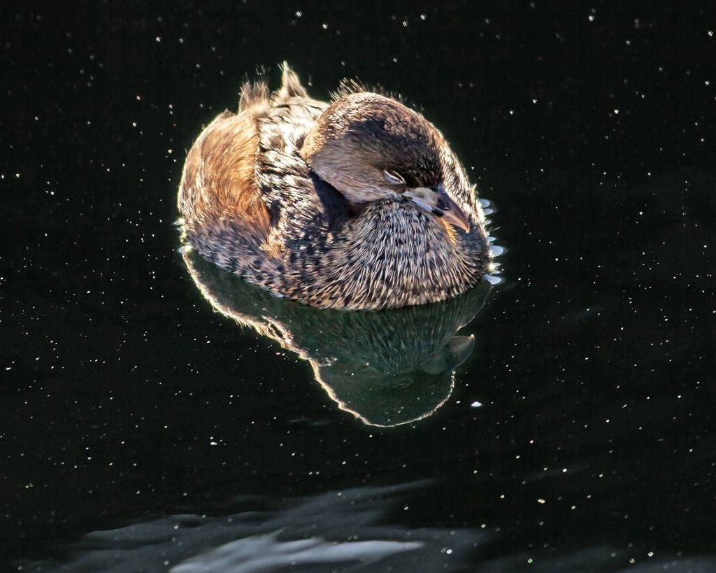 Pied Grebe by Sammy Catiis