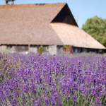 A lavender field flows in the wind at the Lavender Connection farm with the classic barn on the property behind it. The family has been working on restoring the barn. Sequim Gazette photo by Conor Dowley.