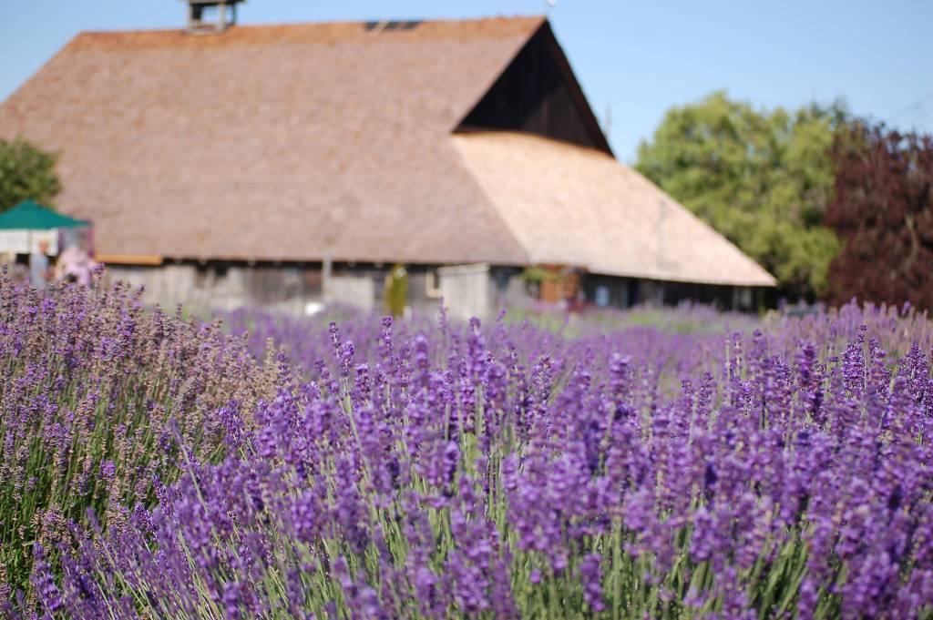 A lavender field flows in the wind at the Lavender Connection farm with the classic barn on the property behind it. The family has been working on restoring the barn. Sequim Gazette photo by Conor Dowley.