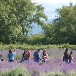 A family from Virginia visiting relatives in the region stop at Lavender Connection to pick and enjoy lavender from the farm. Sequim Gazette photo by Conor Dowley.