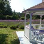 The gazebo at Martha Lane Lavender overlooking the farms fields. Martha Lane was recently sold to new owners for the first time in their 14 years of operation, with the previous owners staying in the area to help out through this years lavender festival to help ease the transition. Sequim Gazette photo by Conor Dowley.