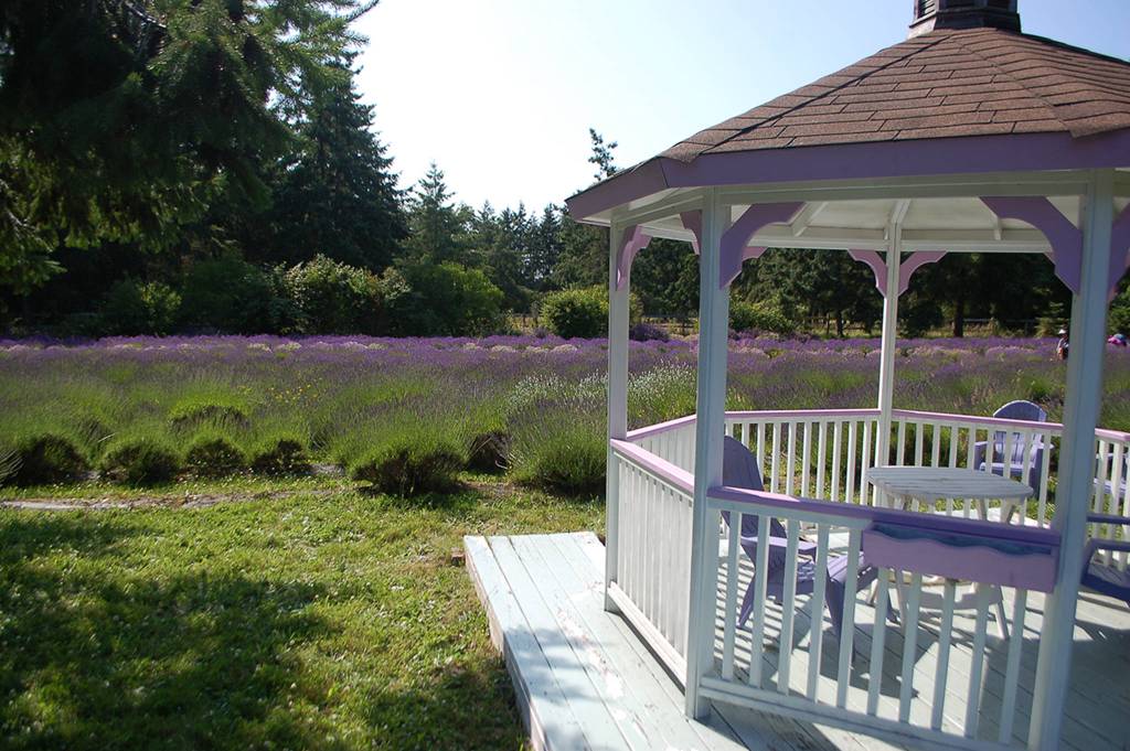 The gazebo at Martha Lane Lavender overlooking the farms fields. Martha Lane was recently sold to new owners for the first time in their 14 years of operation, with the previous owners staying in the area to help out through this years lavender festival to help ease the transition. Sequim Gazette photo by Conor Dowley.