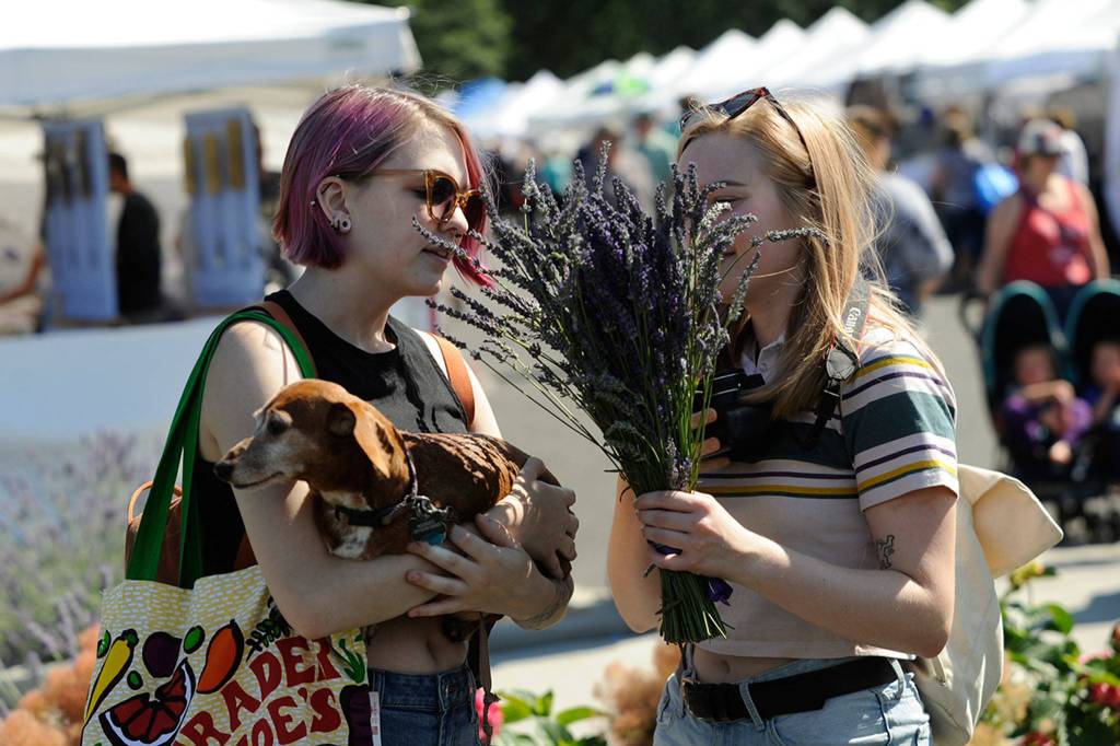 Kjirsten Mills and Marilyn Fisher of Tacoma with Noodles the dog smell some lavender bundles from Peninsula Nurserys booth at the Street Fair. Last weekend was their first time to the Sequim Lavender Festival with the intent to buy a bunch of bundles. Sequim Gazette photo by Matthew Nash
