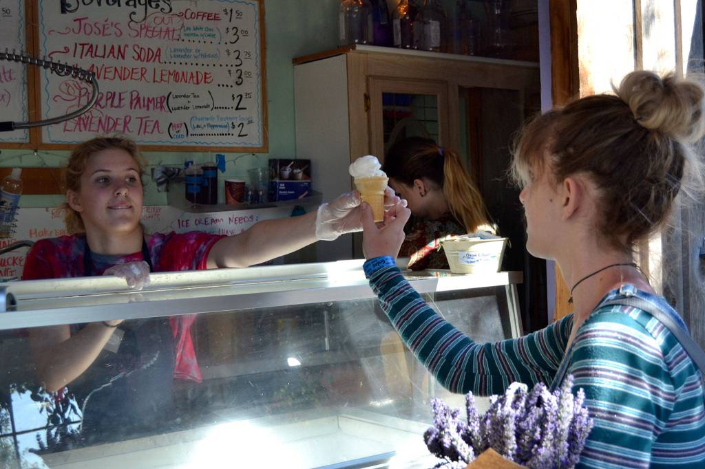 Meg Vander Velde of Purple Haze Lavender Farm serves ice cream to Ella Bivens of Lynden on July 21. It was Bivens first taste of lavender ice cream, she said. Sequim Gazette photo by Matthew Nash