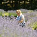 Donna Salo of Kingston has been coming to Lost Mountain Lavender for years to cut lavender bundles, she said. Sequim Gazette photo by Matthew Nash