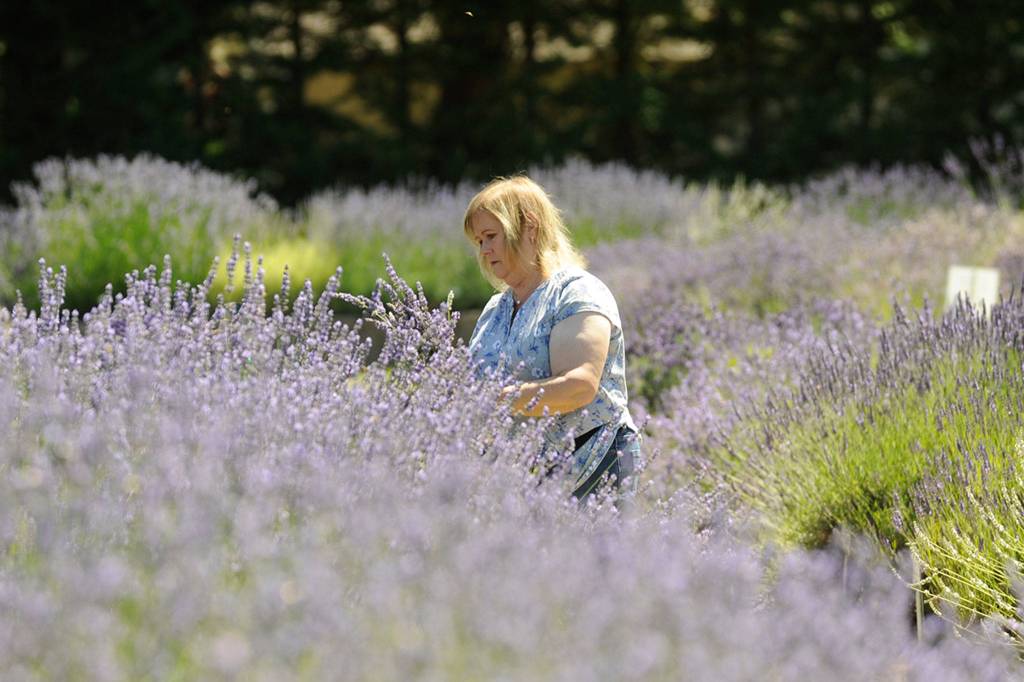 Donna Salo of Kingston has been coming to Lost Mountain Lavender for years to cut lavender bundles, she said. Sequim Gazette photo by Matthew Nash