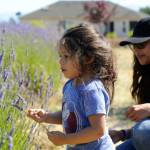 Ava Santana, 2 ½, makes a bundle of lavender with her mom Morgan Santana of Gig Harbor at Olympic Lavender Companys festival. This weekend was their first time visiting Sequim/Dungeness, and Morgan said she thinks Ava loved the lavender. Sequim Gazette photo by Matthew Nash