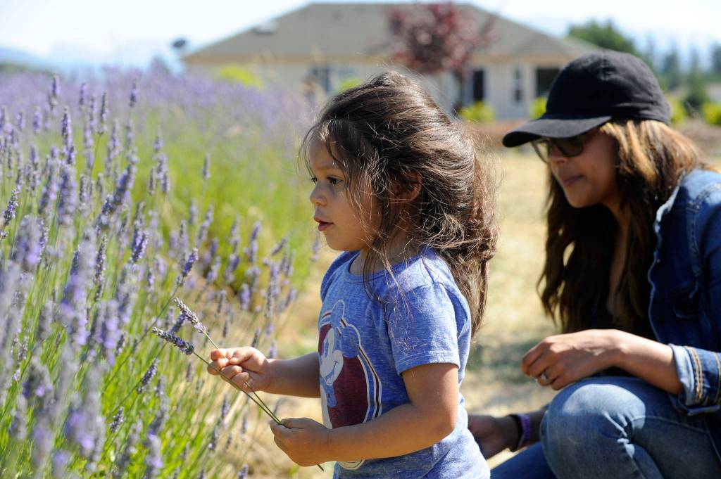 Ava Santana, 2 ½, makes a bundle of lavender with her mom Morgan Santana of Gig Harbor at Olympic Lavender Companys festival. This weekend was their first time visiting Sequim/Dungeness, and Morgan said she thinks Ava loved the lavender. Sequim Gazette photo by Matthew Nash