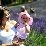 Michelle Morfeld of Sequim watches as her 8-and-a-half-month old baby Ivory gnaws on some lavender at Graysmarsh Farm. We normally come for the berries but saw some great photo-ops, she said. Sequim Gazette photo by Matthew Nash