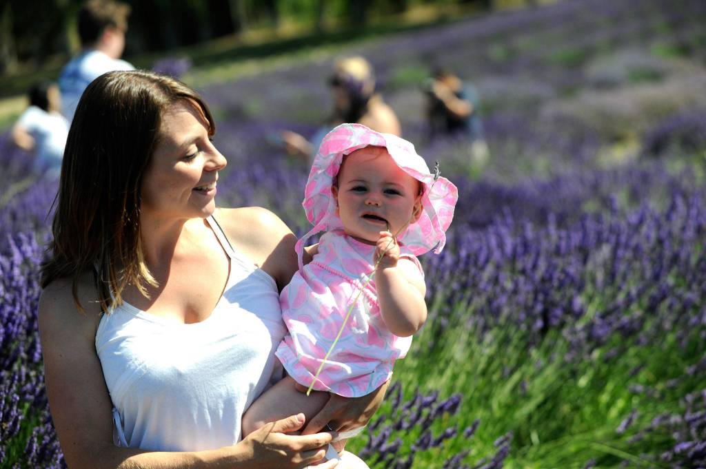 Michelle Morfeld of Sequim watches as her 8-and-a-half-month old baby Ivory gnaws on some lavender at Graysmarsh Farm. We normally come for the berries but saw some great photo-ops, she said. Sequim Gazette photo by Matthew Nash