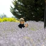 Marguerite Fisher of Kirkland lines up a photo from within the lavender fields at Olympic Lavender Company. It was her first time visiting Sequim after reading about it online. Sequim Gazette photo by Matthew Nash
