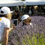 Seattles Anh Tran snaps photos of her daughter Katrina, 6 ½, deep in the lavender bushes at Purple Haze Lavender Farm. Sequim Gazette photo by Matthew Nash