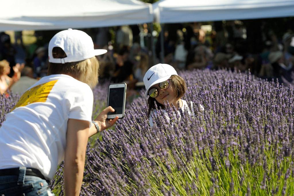 Seattles Anh Tran snaps photos of her daughter Katrina, 6 ½, deep in the lavender bushes at Purple Haze Lavender Farm. Sequim Gazette photo by Matthew Nash