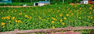 As a contrast to all the purple, pink and white of lavender, contributor Bob Lampert snapped a shot of this field of sunflowers at The Farm off Sequim-Dungeness Way on July 19. Submitted photo