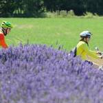 Explore Sequim farms with annual Tour De Lavender