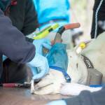 Crews hold down a blindfolded mountain goat as veterinarians examine him before being transported during the last round of goat relocations in Olympic National Park. Photo by Jesse Major/Peninsula Daily News