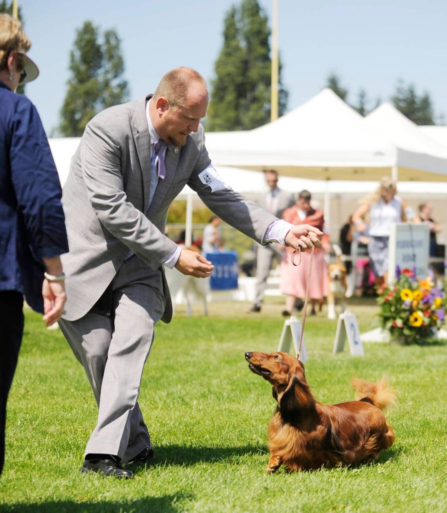 Luke Baggenstos of Chehalis leads Sherman, a long-haired dachshund, as judge Judith A. Brown presides over the hound group at the Hurricane Ridge Kennel Club all-breed show on July 28. Sequim Gazette photo by Michael Dashiell