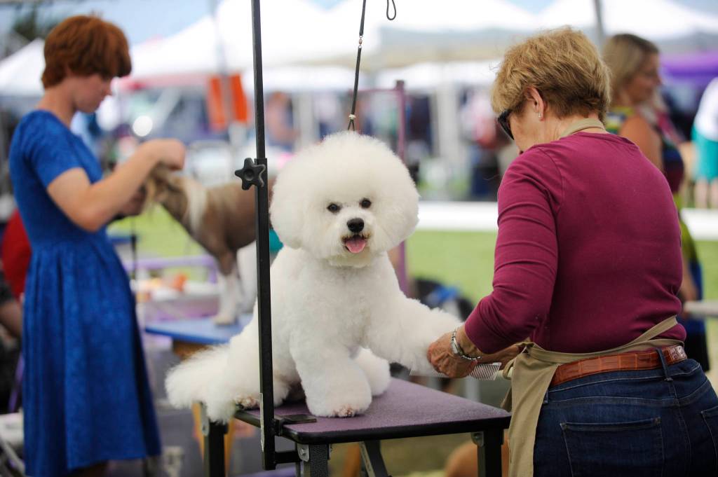 Yogi, a Bichon Frise, gets some key grooming at the Hurricane Ridge Kennel Club all-breed show on July 28 from Mayno Blanding of Ridgefield.