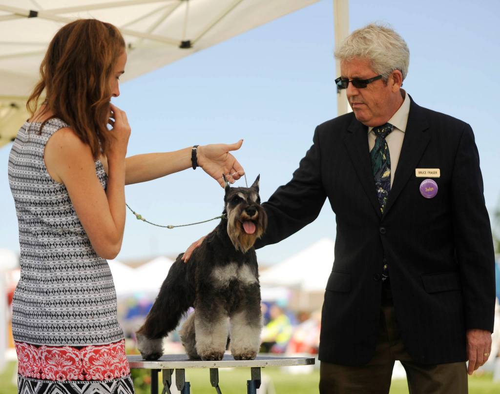 Christina Ulberg of Dallas, Ore, presents Kiara, a miniature schnauzer, to judge Bruce Fraser in the terrier group at Sundays Hurricane Ridge Kennel Club all-breed show.