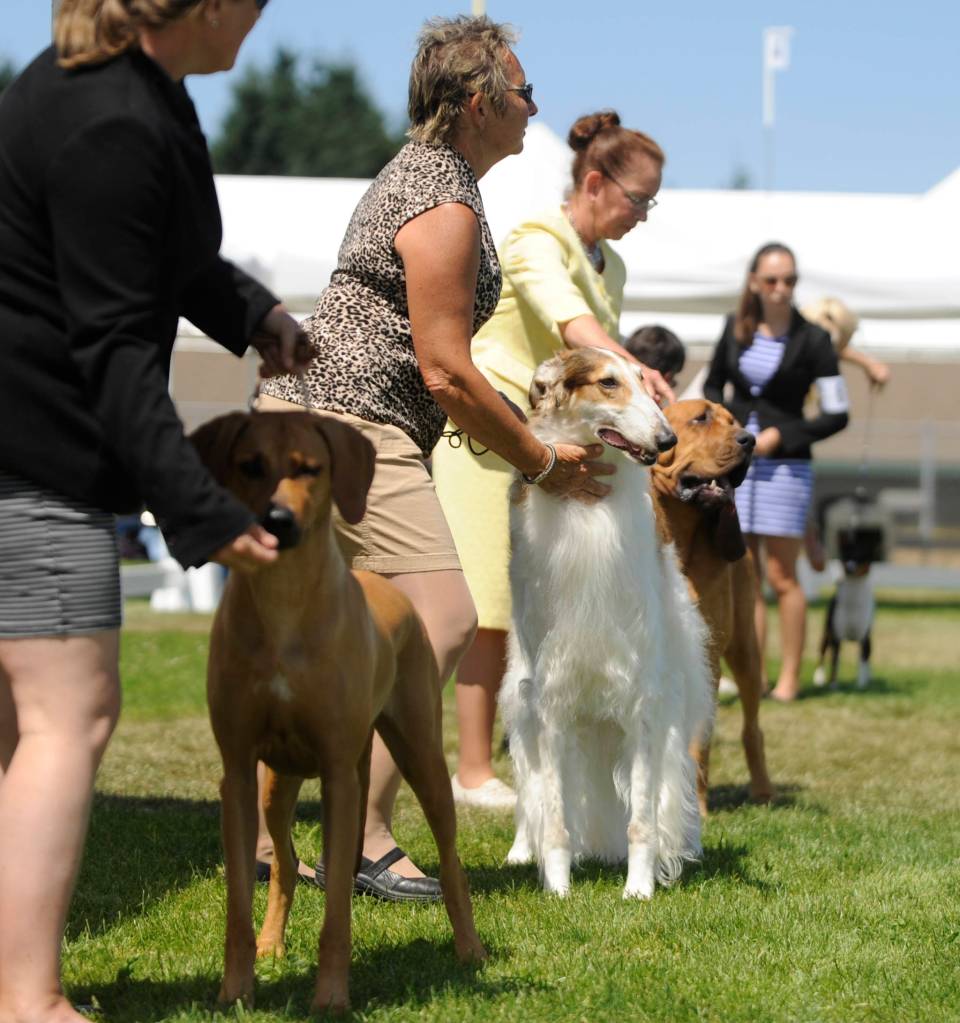 This past weekends Hurricane Ridge Kennel Club all-breed show saw more than 500 dogs competing in various divisions on Saturday and Sunday events. Sequim Gazette photo by Michael Dashiell
