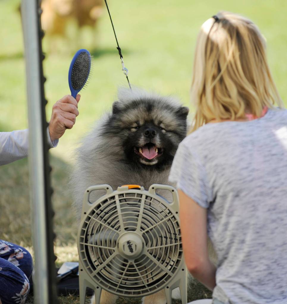 Groomers help keep this Keeshond cool at this past weekends Hurricane Ridge Kennel Club all-breed show.