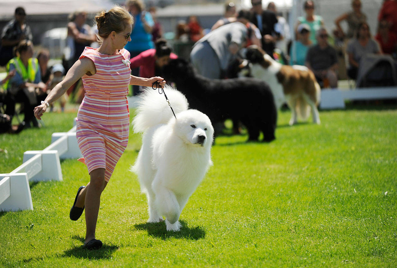 The Hurricane Ridge Kennel Club saw more than 500 dogs and entries turn out each of the final two days of the clubs all-breed show held July 26-28 in Sequim. Sequim Gazette photos by Michael Dashiell