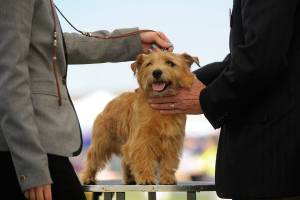 Canines in competition at HRKC all-breed show