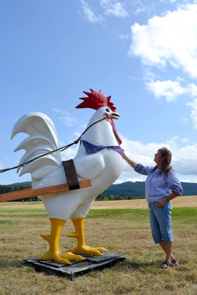 This rooster is a popular attraction at the Bekkevar Family Farm, says Trish. She said her grandchildren love to take pictures atop of it, and other children love to get their photos with it too during farm tours. Sequim Gazette photo by Matthew Nash
