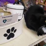 One of the gift baskets available as a door prize at the Barks & Brews fundraiser on Aug. 10, from Teris Paws and Effect dog training of Sequim.