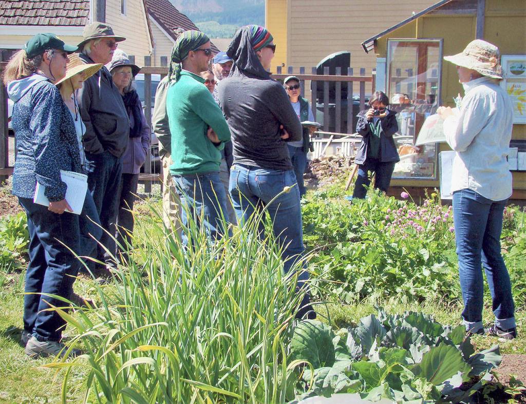 Laurel Moulton, WSU Clallam County Extension Master Gardener Coordinator, talks to participants in a recent Second Saturday Garden Walk in the Fifth Street Community Garden in Port Angeles. Photo by Amy McIntyre